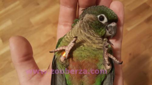 Braunouhi papagaji rucno hranjeni - Odgajivacnica Svabic