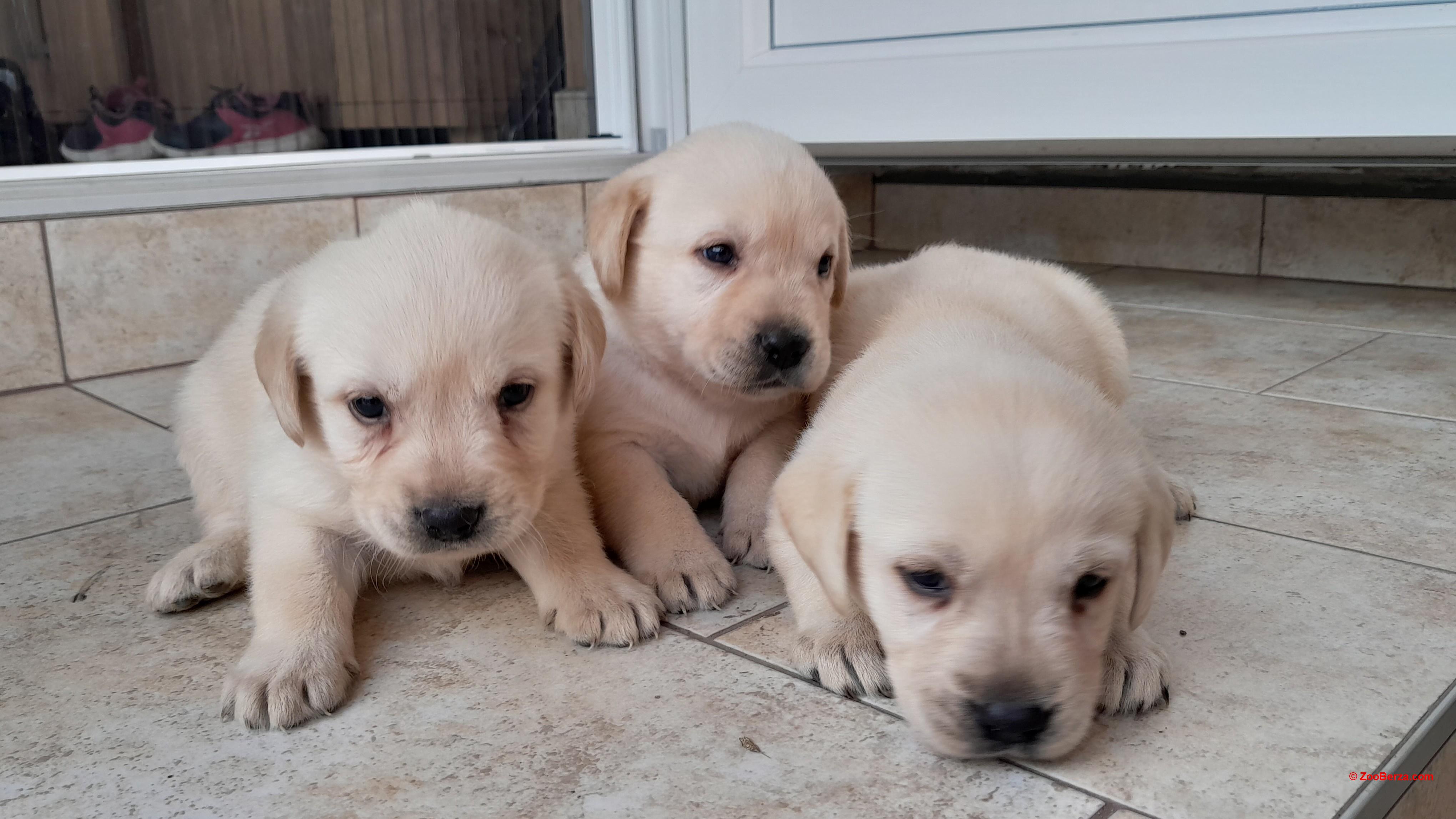 Na prodaju Labrador štenci 