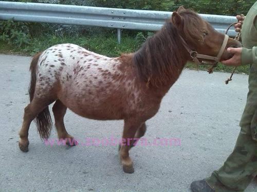 Šetland Apaluzo kobila na prodaju