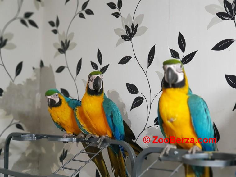 Prekrasne plave i zlatne ara papagaje