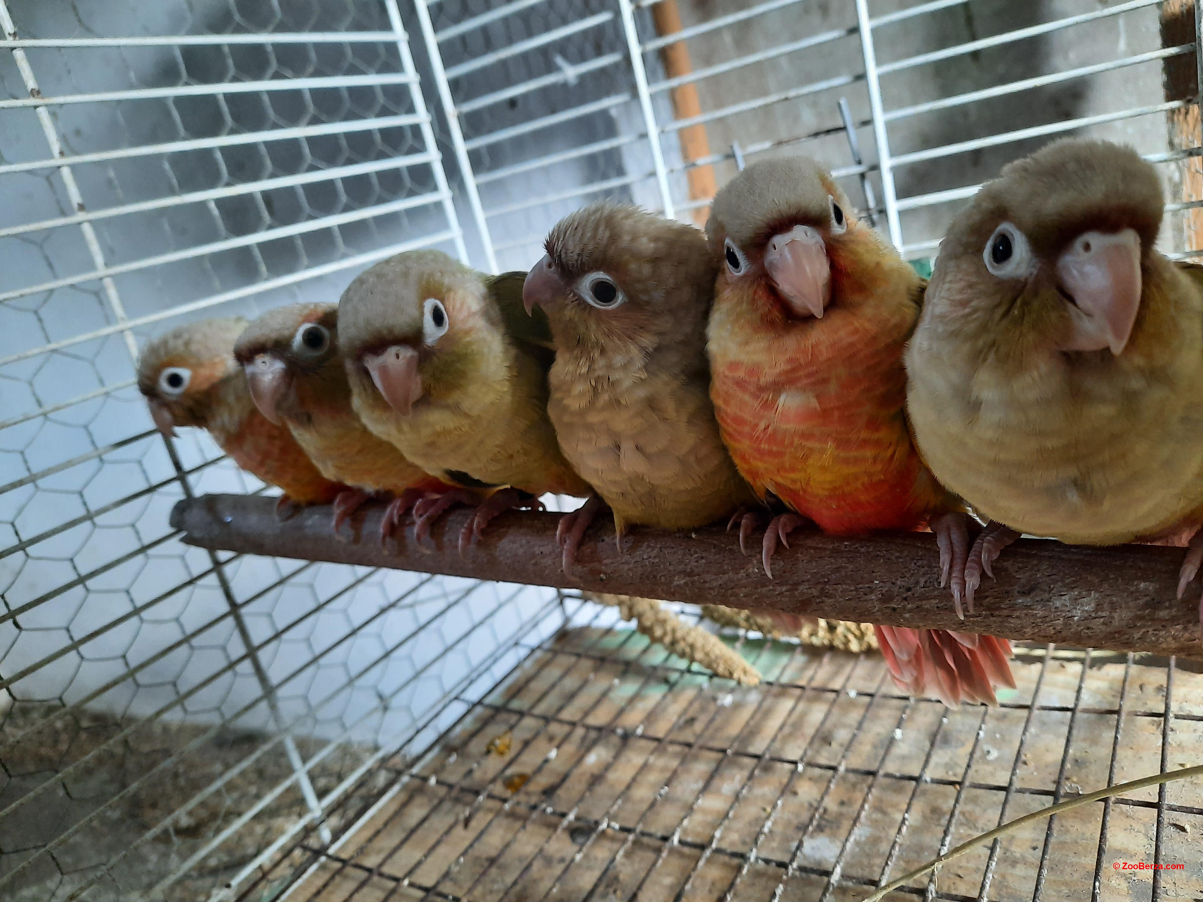 Ručno hranjeni pitomi papagaji pyrrhure 