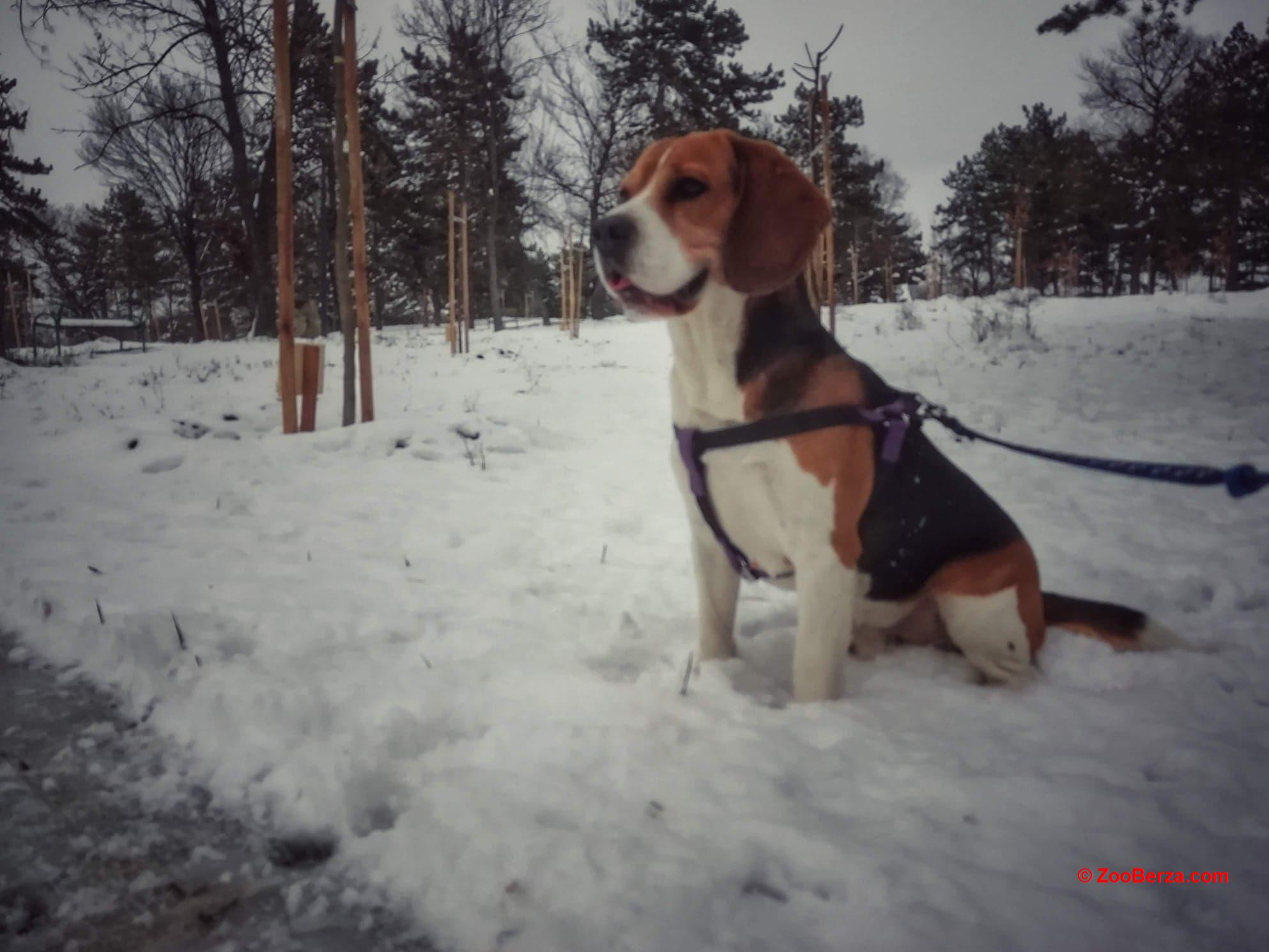Beagle spreman za parenje