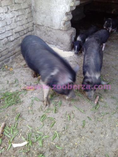 vijetnamske svinje