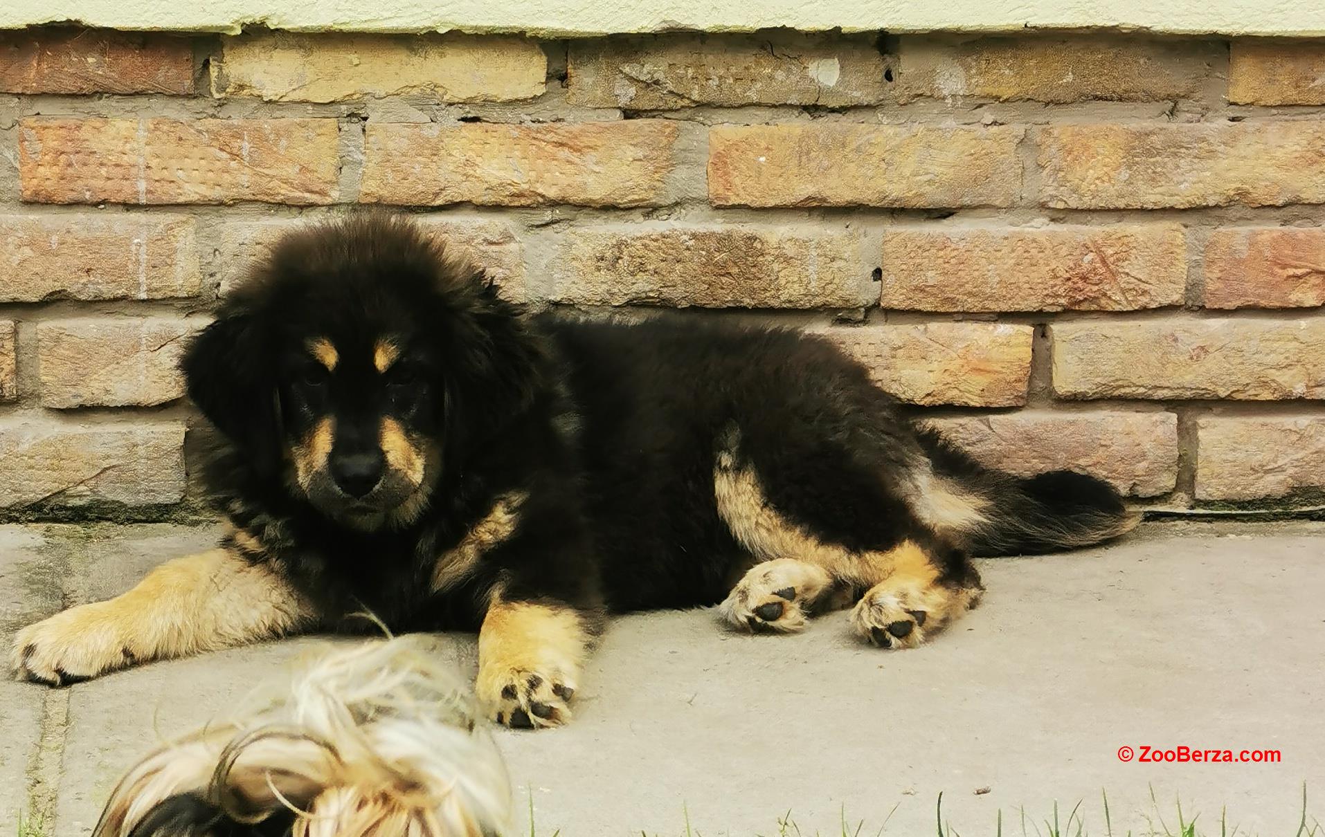 Tibetski mastif 