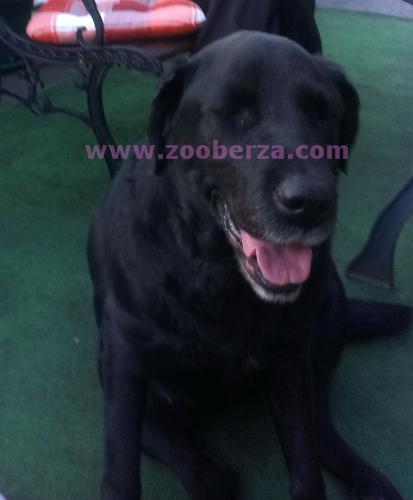 Izgubljen crni labrador  u Žarkovu