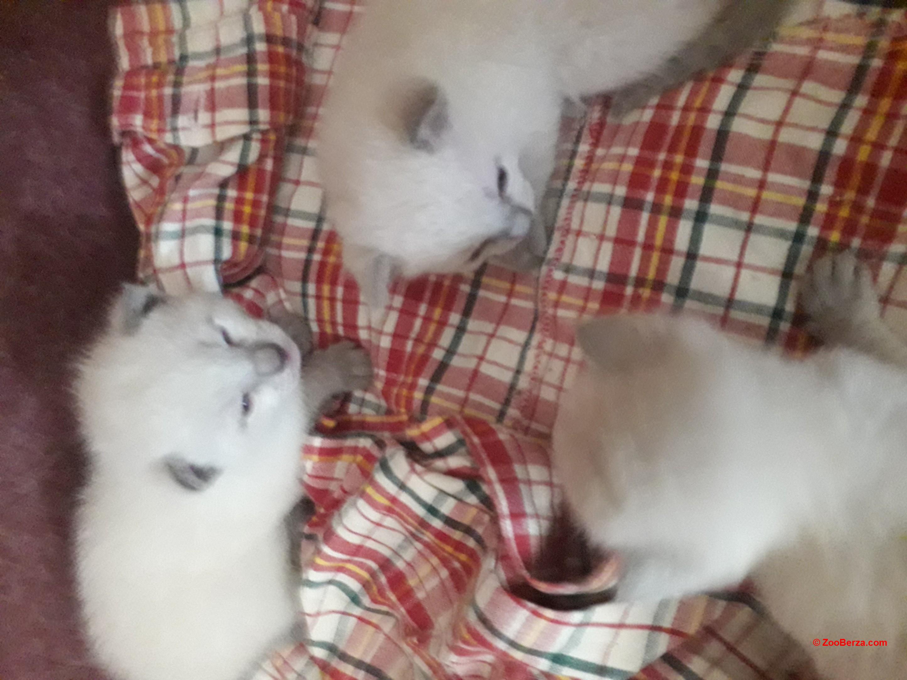 Ruski beli mačići