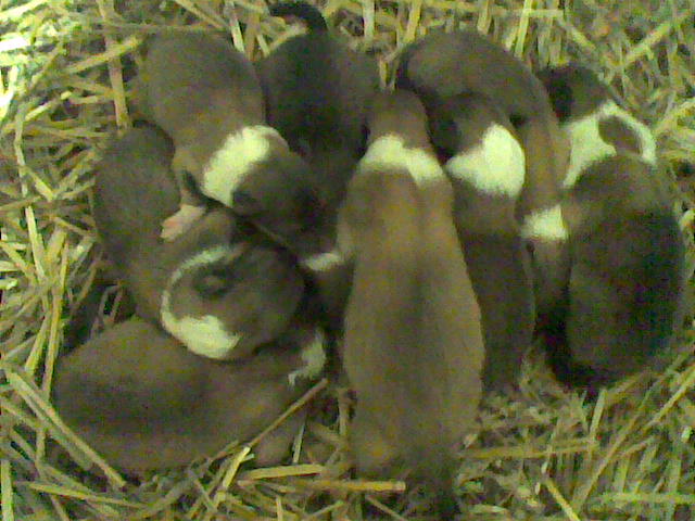 male mede