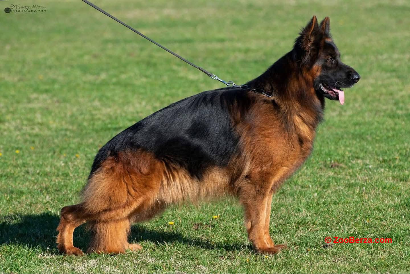 Odgajivacnica Nemackih Ovcara Vom Igel Hof registrovana pod fci br 6096 u ponudi ima tokom cele godine Stenad duge dlake , Crnu dugodlaku stenad od aktuelnih svetckih krvnih linija . ( za trenutno stanje i tacan uzrast kontaktirati )
-Mlade pse . (muzjaci -zenke )
-Muzjaci za parenje - trenutno Crni dugodlaki muzjak -Harp Von Edelshof sin od svetckog prvaka u lepoti. 
Sve dodatne informacije na poziv 
Vom Igel Hof Kennel.0631886732