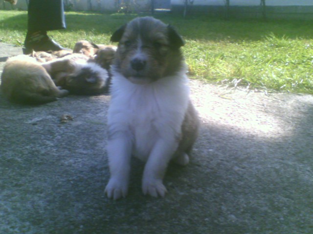nase male mede