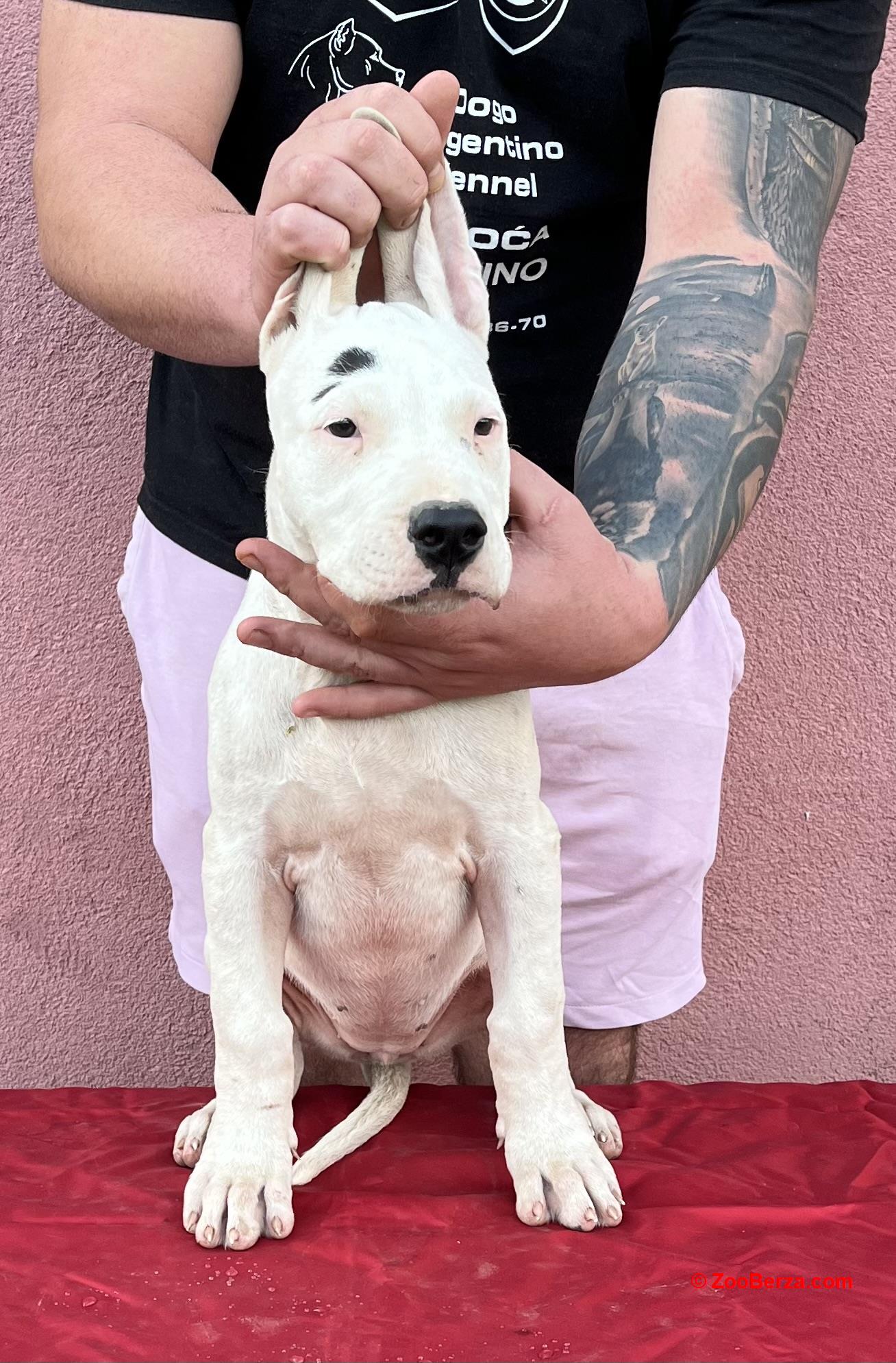 Dostupne tri zenke Argentinske Doge odgajivacnice Blood and Bone,stare 4 meseca,vakcinisane i zasticene od parazita,odgajane sa puno paznje i ljubavi,sa svom propratnom dokumentacijom,odlicnog karaktera i krvne linije,u pozadini rodovnika nalaze se neki od najboljih pasa na nasoj teritoriji.
Za sve ostale informacije pozvati
0631602913 Nemanja
0616037986 Vanja