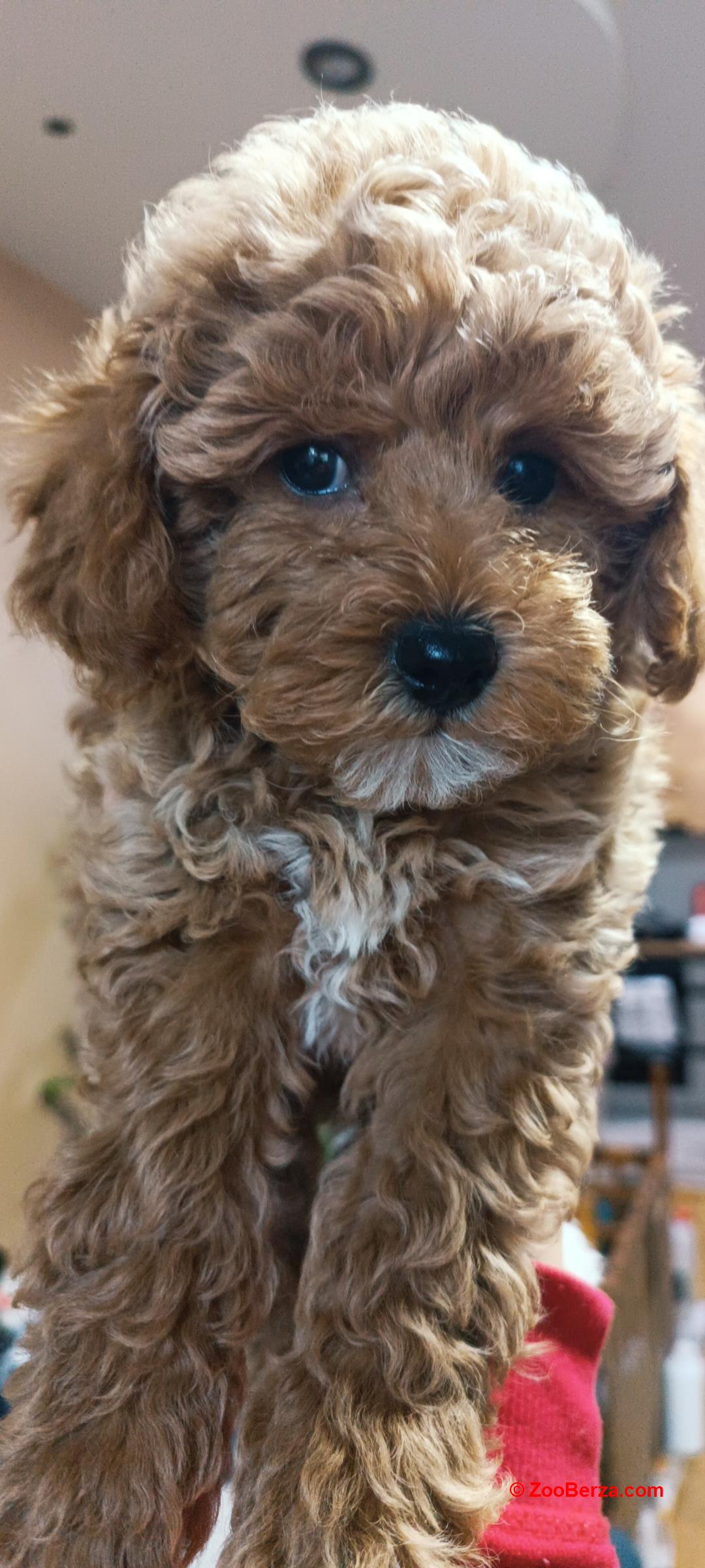 Prodajem muško štene oštenjeno 22.09.2025.
Majka mešavina toy i patuljaste pudle,otac toy pudla,sa odličnim papirima.