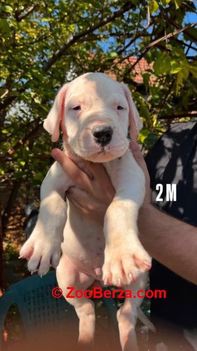 Dogo Argentino štenci