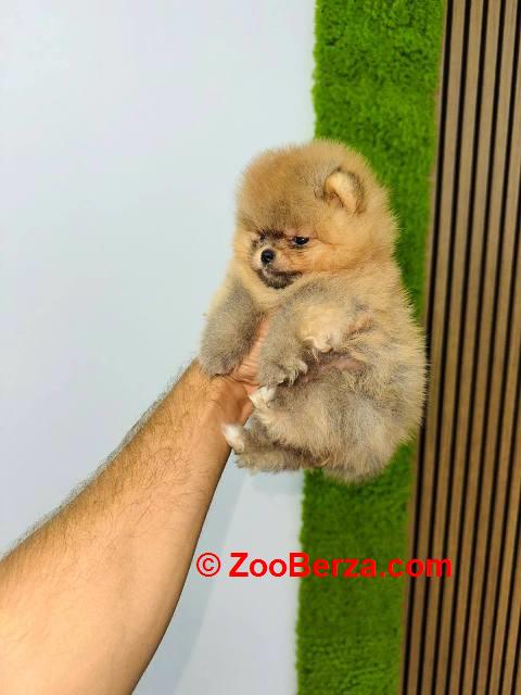 Pomeranci vrhunskog kvaliteta