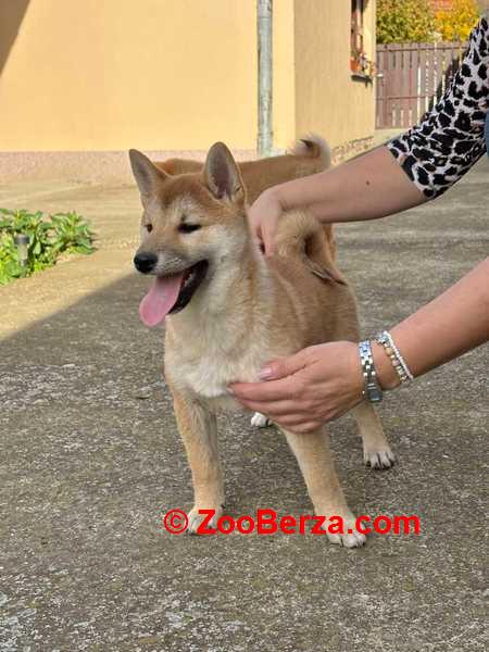 Shiba inu štenci od vrhunskih roditelja 