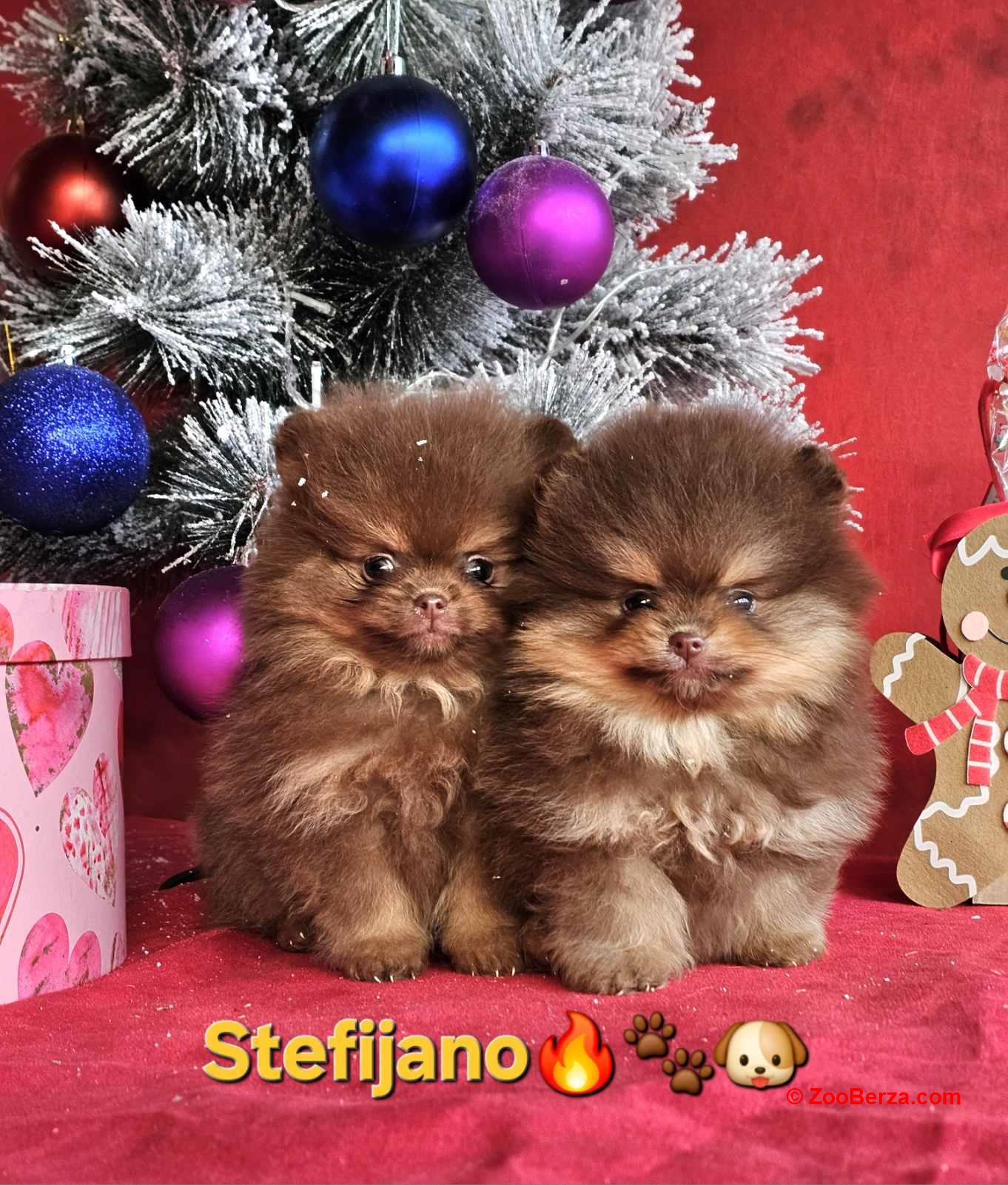 Pomeranac Boo štenci CHOCOLATE & TAN NOVO