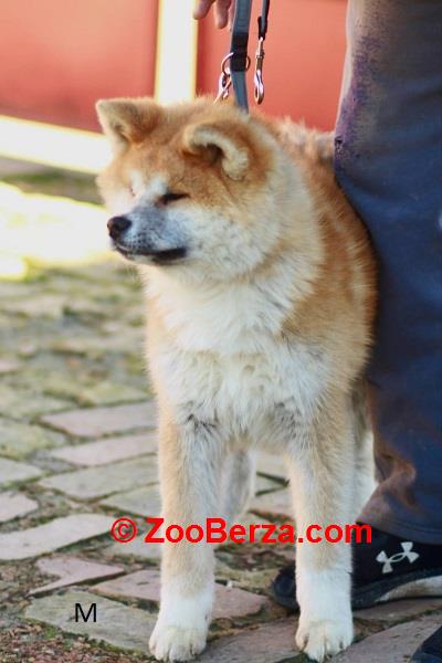 Akita Inu