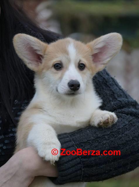 Velški Korgi Welsh Corgi Pembroke