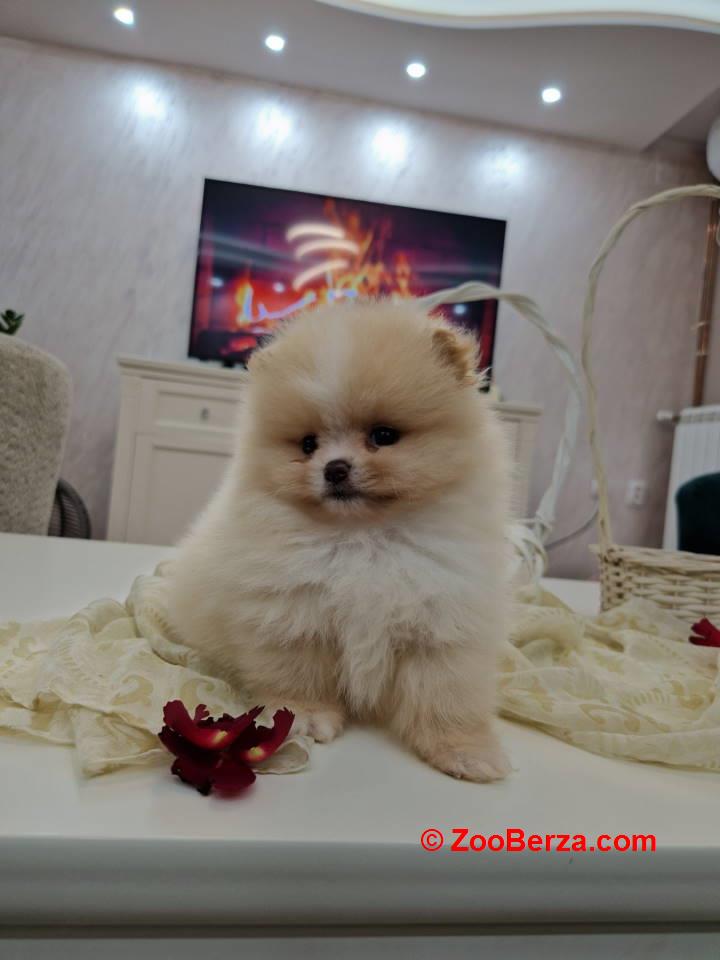 Pomeranci boo pravi medvedici 