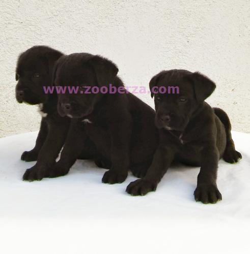 Cane Corso stenci