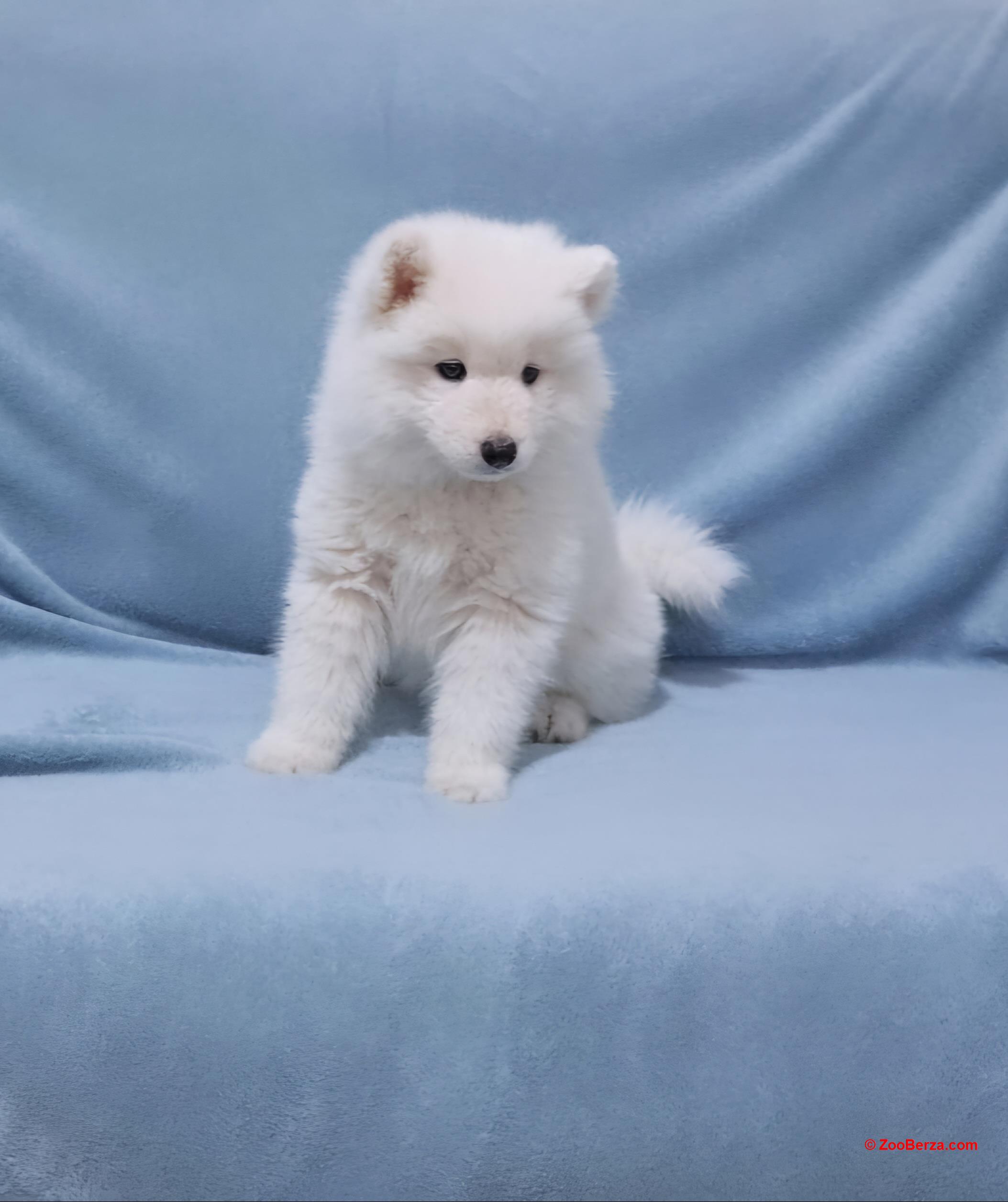 Samojed