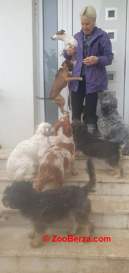 Potreban radnik u prihvatilištu za životinje