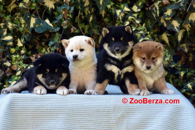 Shiba Inu / Šiba inu, štenci