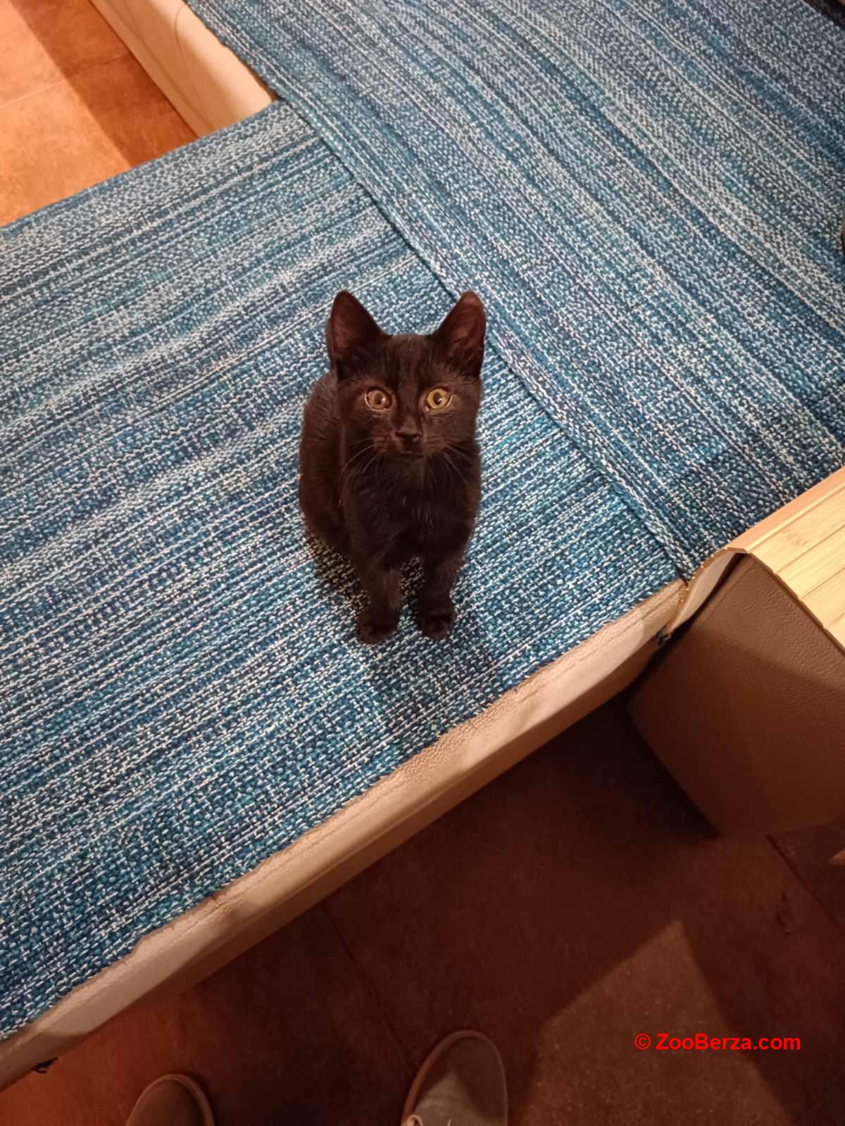 Mali macan traži dom