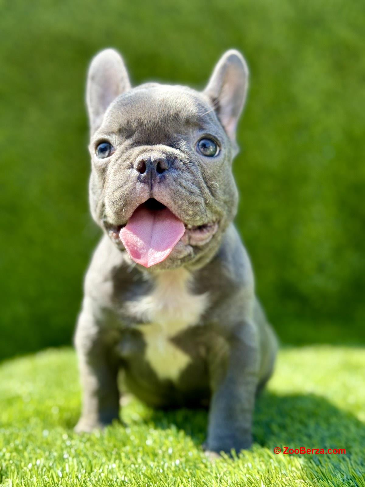 Francuski Buldog PRELEPI štenci