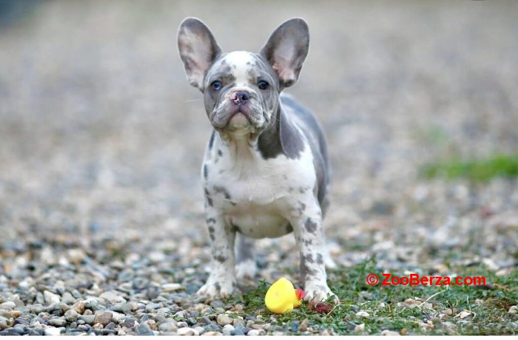 Plavi i merle egzoticni francuski buldozi