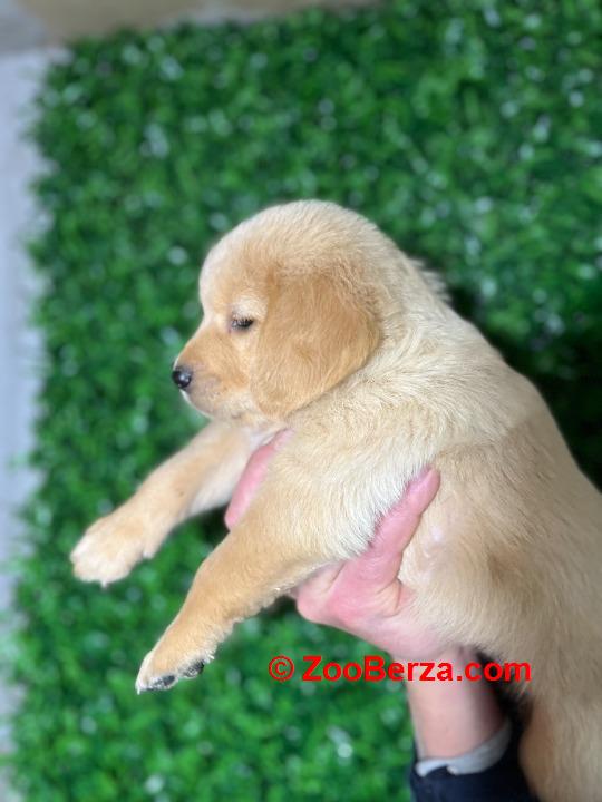 Zlatni retriver stenci