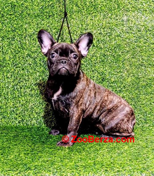 FRANCUSKI BULDOG - žensko štene