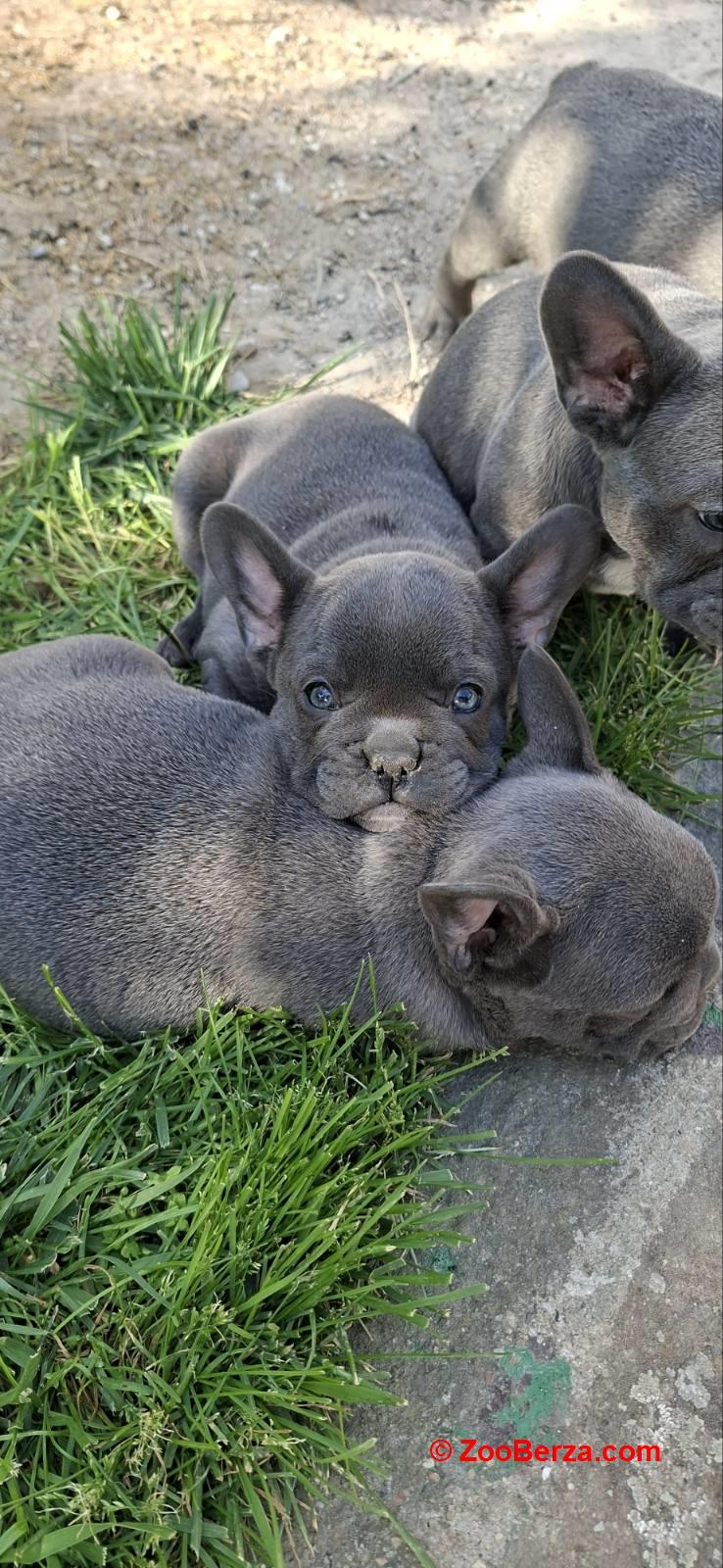 Francuski Buldog prelepi štenci