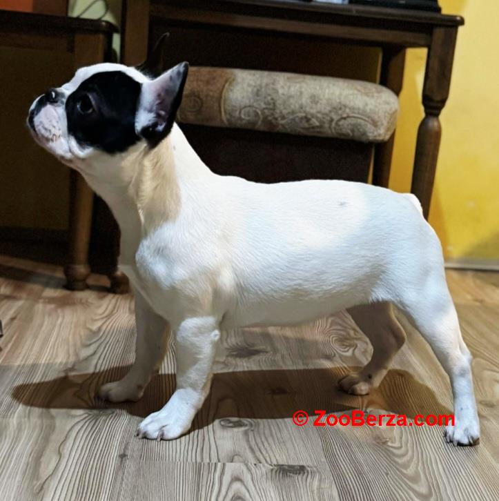 Francuski Buldog prelepo štene