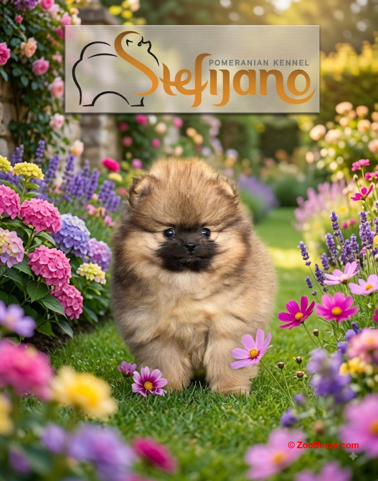 Pomeranac BOO medvedići, Pomeranski Špic štenci