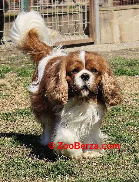 Cavalir king Charles spaniel štene vrhunskog kvaliteta