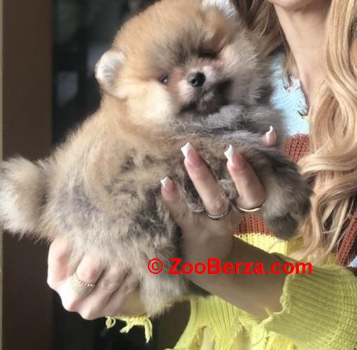 Pomeranac / Pomeranian / Boo štenci