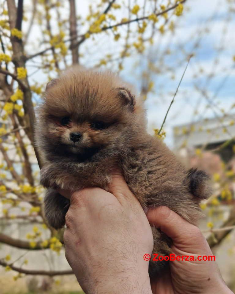 Stenci pomeranca prelepog krzna i izuzetno sitne građe 