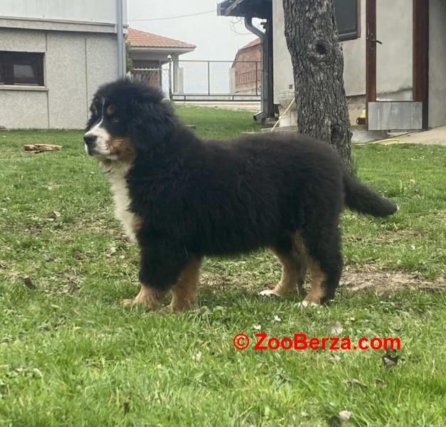 Ženka bernskog planinskog psa