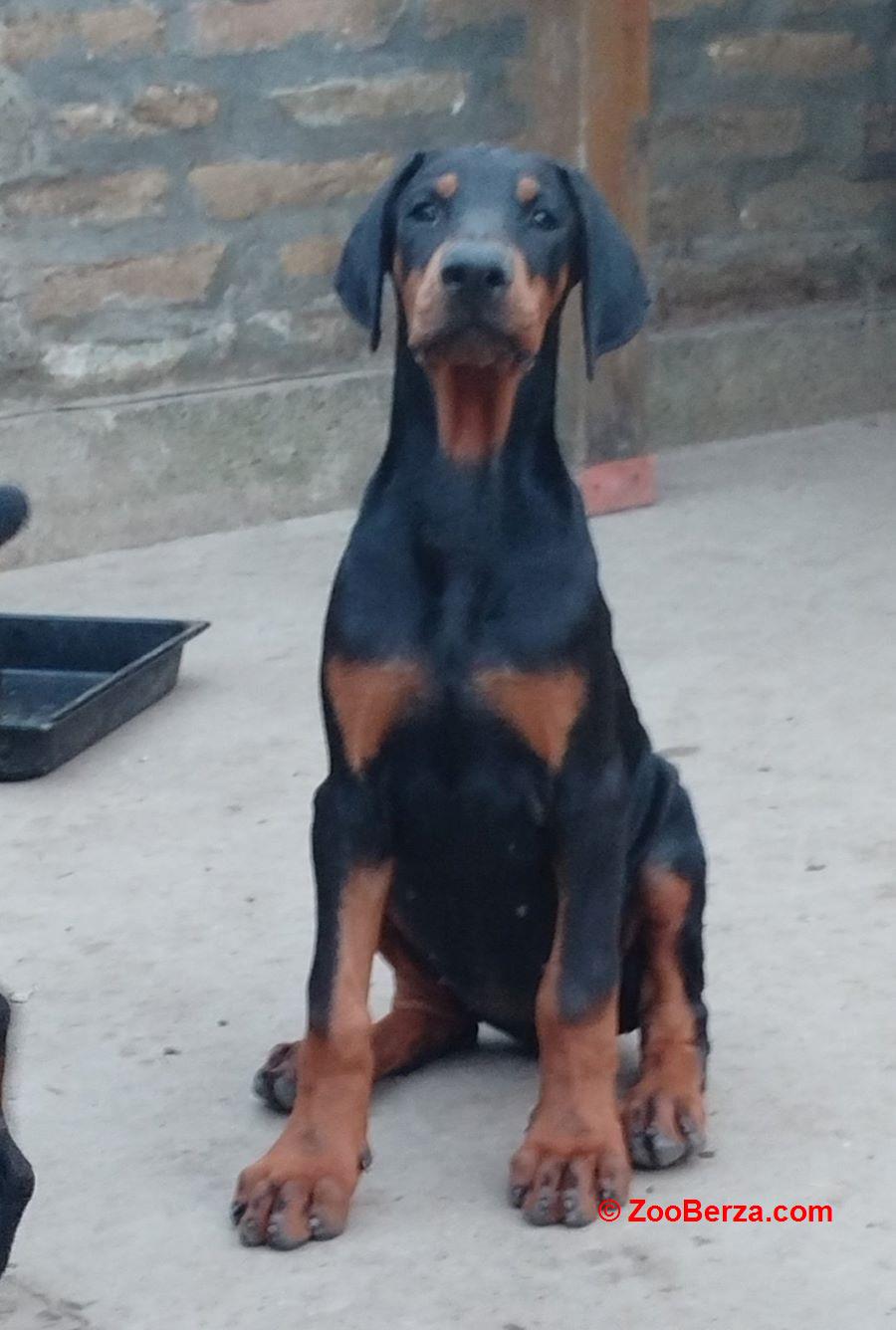 Doberman, štenci 