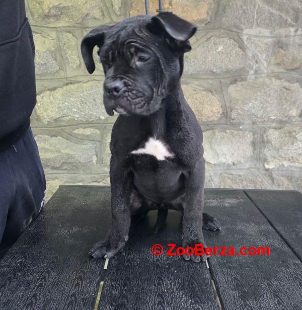 Cane Corso štenci