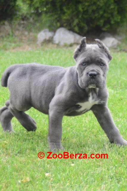 Cane Corso, štenci vrhunskog kvaliteta