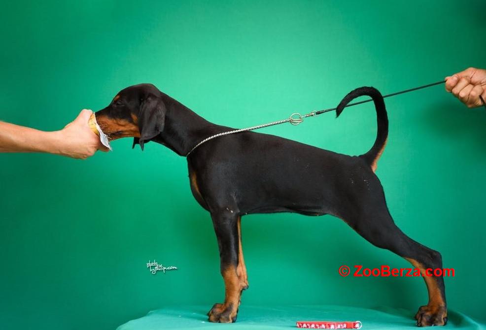 Doberman prelepi štenci