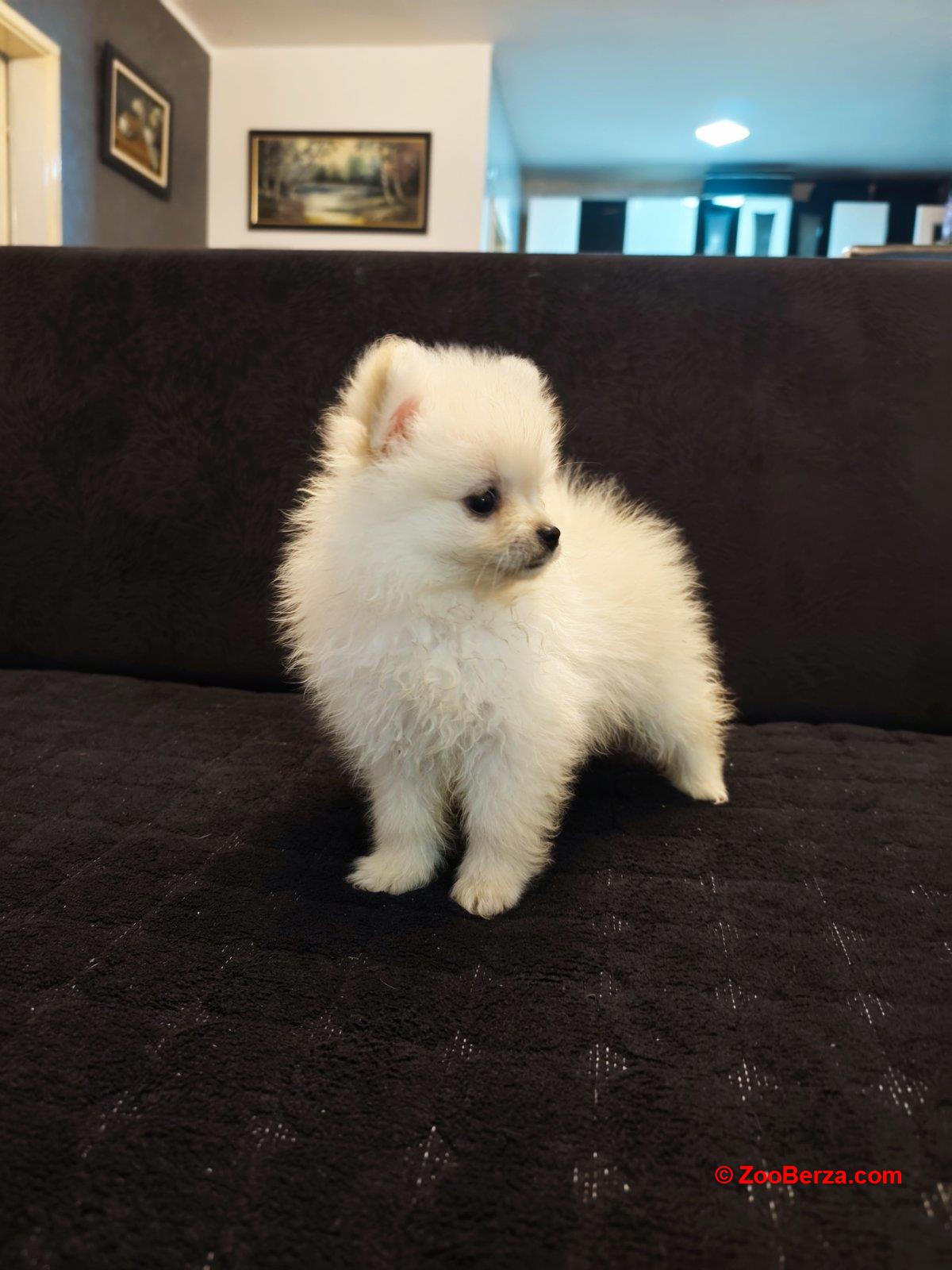 Štenci pomeranskog špica