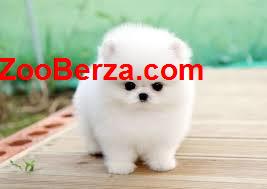 Predivni minijaturni („tea cup”) pomeranci, dostupni štenci.