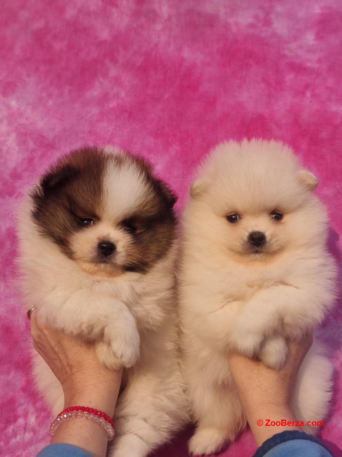 Pomeranac prelepi štenci