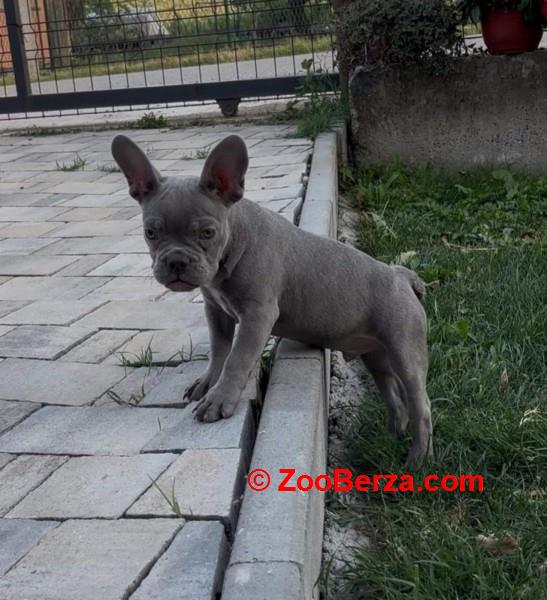 Francuski buldog stenci plave boje