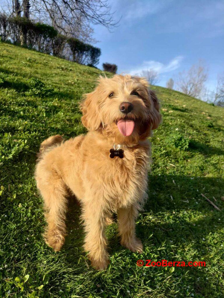 Labradoodle prelepi štenci