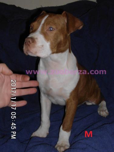 Na prodaju štenad APBT-a