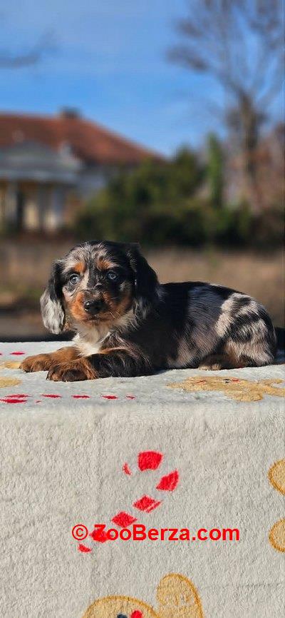 Dugodlaki jazavičar 