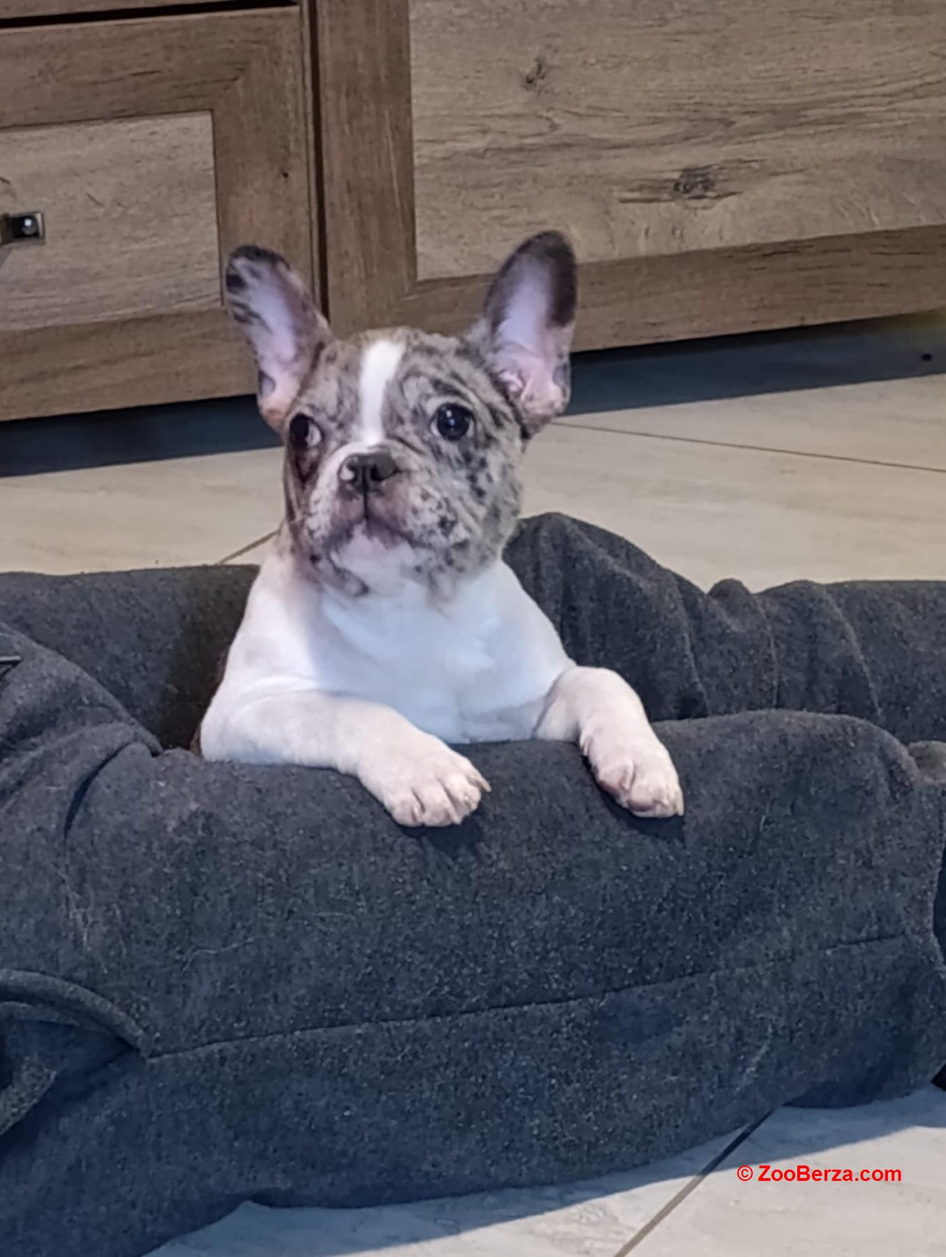 Stenad francuskog buldoga dva merle muzjaka 3.5 meseca